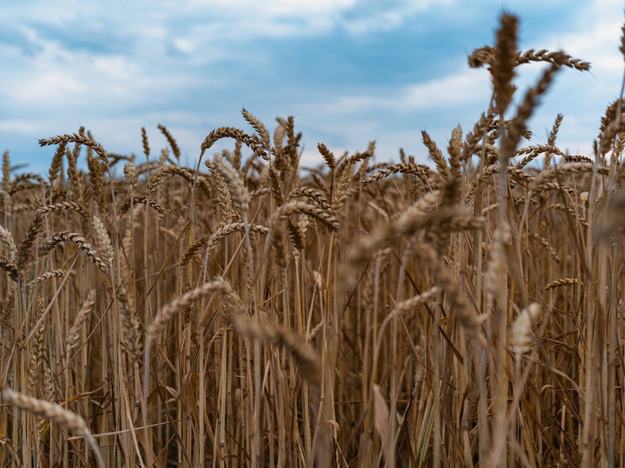 A close-up of a ripe wheat field at harvest